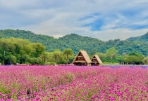 Mê mẩn công viên hoa Hokkaido ở Khao Yai, Thái Lan